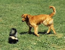 Use URE-OUT to remove Skunk Smell from Dogs and Cats